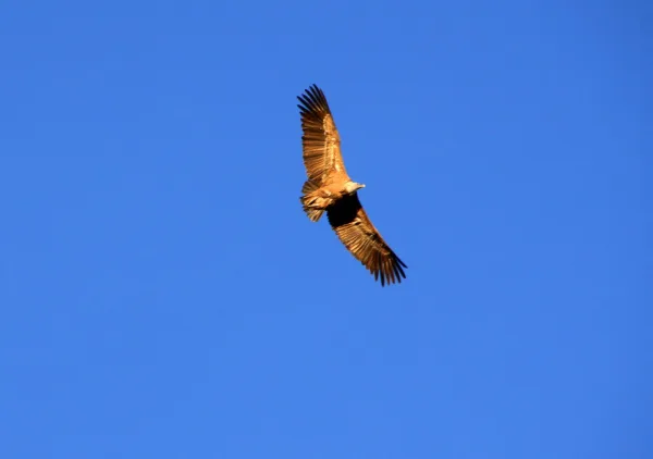 Buitre sobrevolando el espacio del Ceince