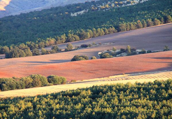 Monte de sabinas, entorno de Gormaz